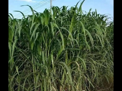 甜象草是多年生長植物嗎