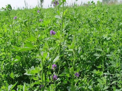 紫花苜蓿牧草6月能種嗎？