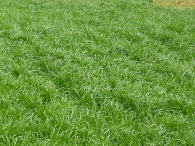 牧草黑麥草哪個季節種？