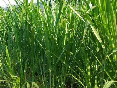 能在四川一年四季能收割的高產牧草